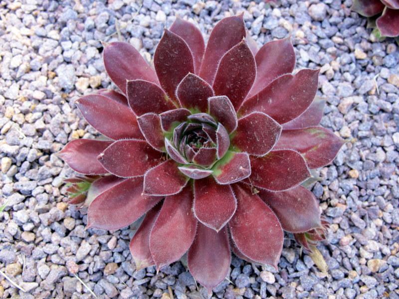 Photo of Hen and Chicks (Sempervivum 'Pacific Wick's Bloom') uploaded by goldfinch4