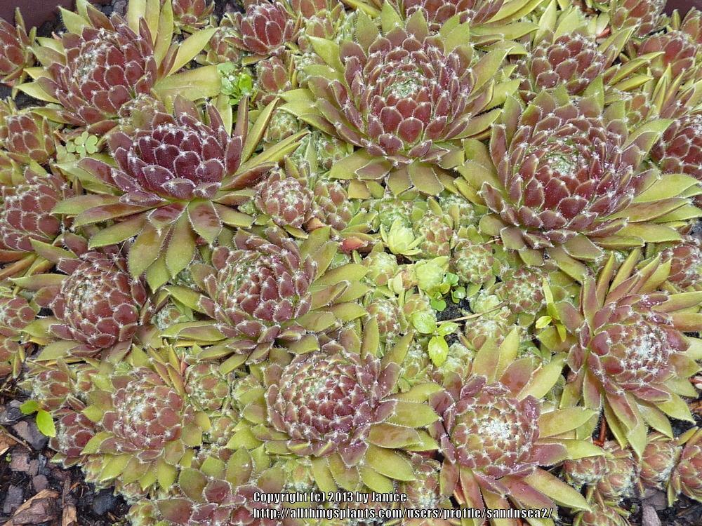 Photo of Hen and Chicks (Sempervivum 'Anne Marie') uploaded by sandnsea2