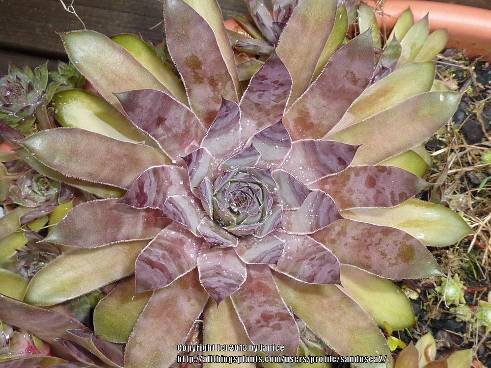 Photo of Hen and Chicks (Sempervivum 'Dolo') uploaded by sandnsea2