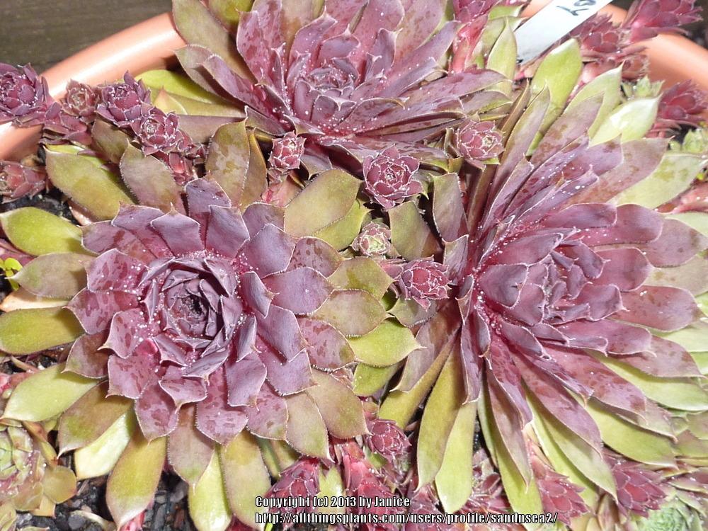 Photo of Hen and Chicks (Sempervivum 'Royal Ruby') uploaded by sandnsea2