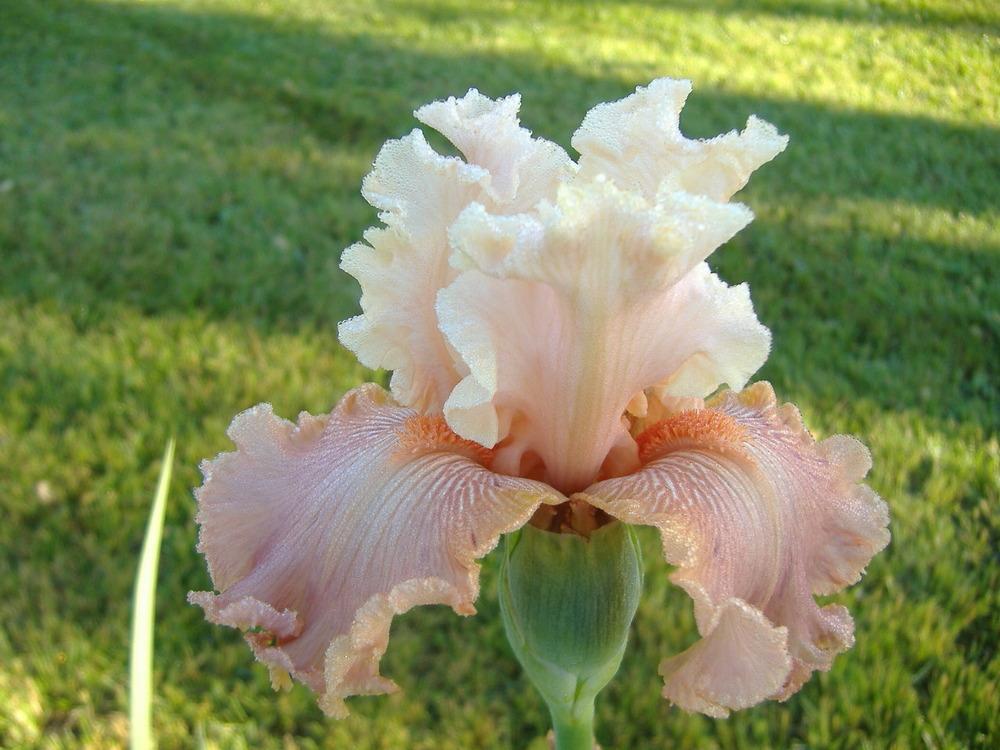 Photo of Tall Bearded Iris (Iris 'Luscious Lace') uploaded by tveguy3