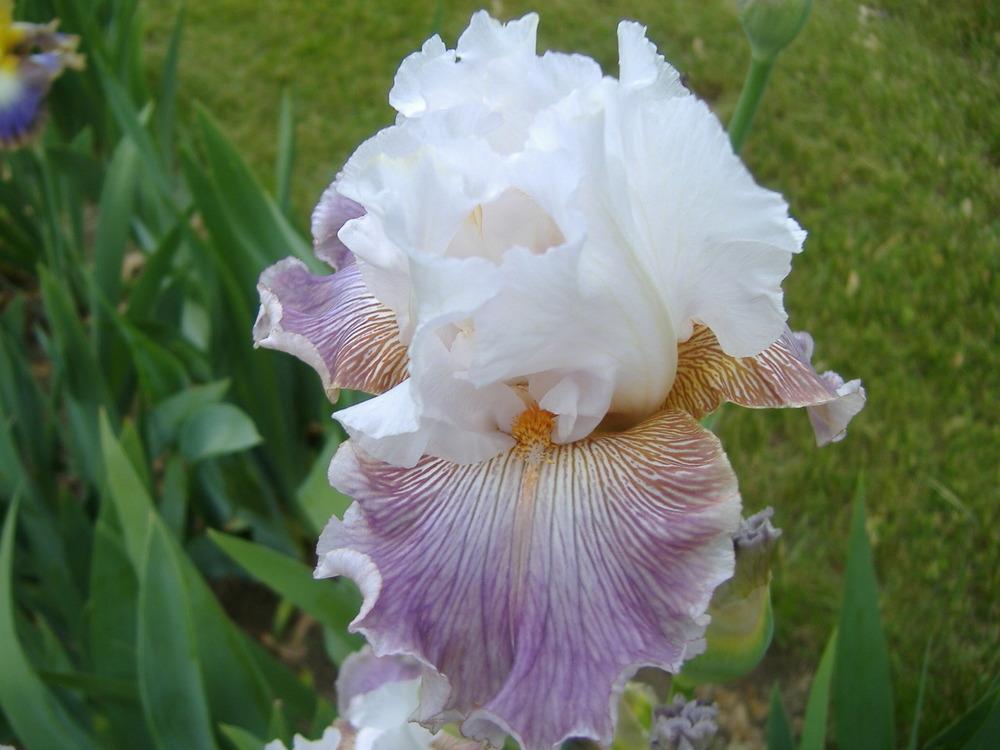 Photo of Tall Bearded Iris (Iris 'Sharp Edge') uploaded by tveguy3