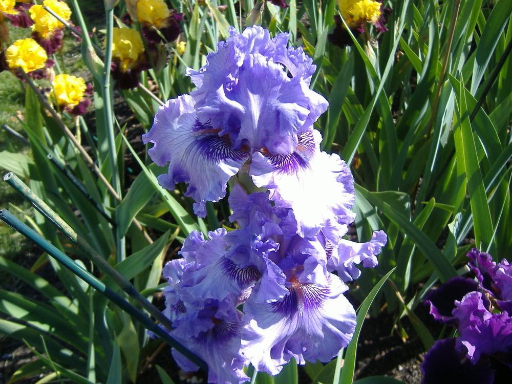Photo of Tall Bearded Iris (Iris 'Sweet Geisha') uploaded by tveguy3
