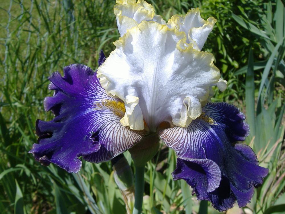 Photo of Tall Bearded Iris (Iris 'Slovak Prince') uploaded by tveguy3