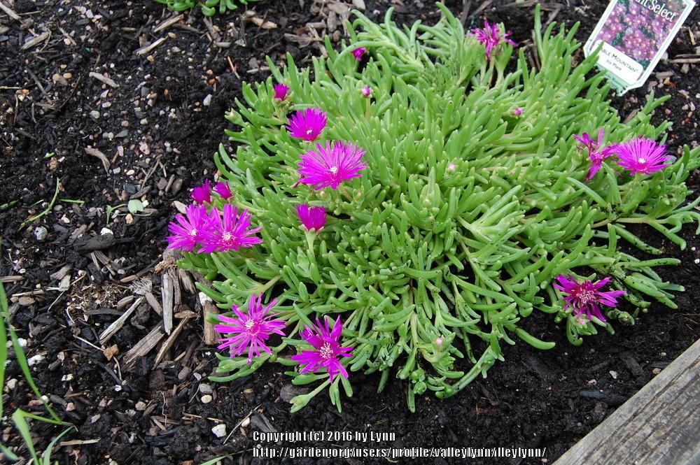 Photo of Ice Plant (Delosperma obtusum Table Mountain®) uploaded by valleylynn