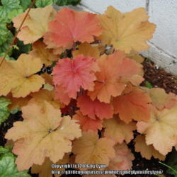 Location: Pacific Northwest, zone 8
Date: May 27, 2013 
A lovely, new to me heuchera from Patty.