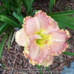 Location: My garden in Southeast Virginia, Zone 8
Date: 2013-06-03
First flower open is perfect! 'BLOOM'