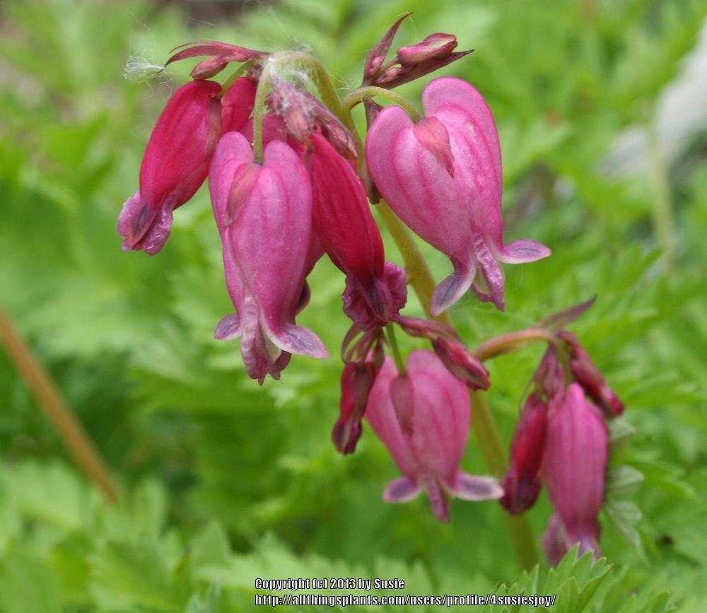 Photo of Bleeding Heart (Dicentra 'Luxuriant') uploaded by 4susiesjoy