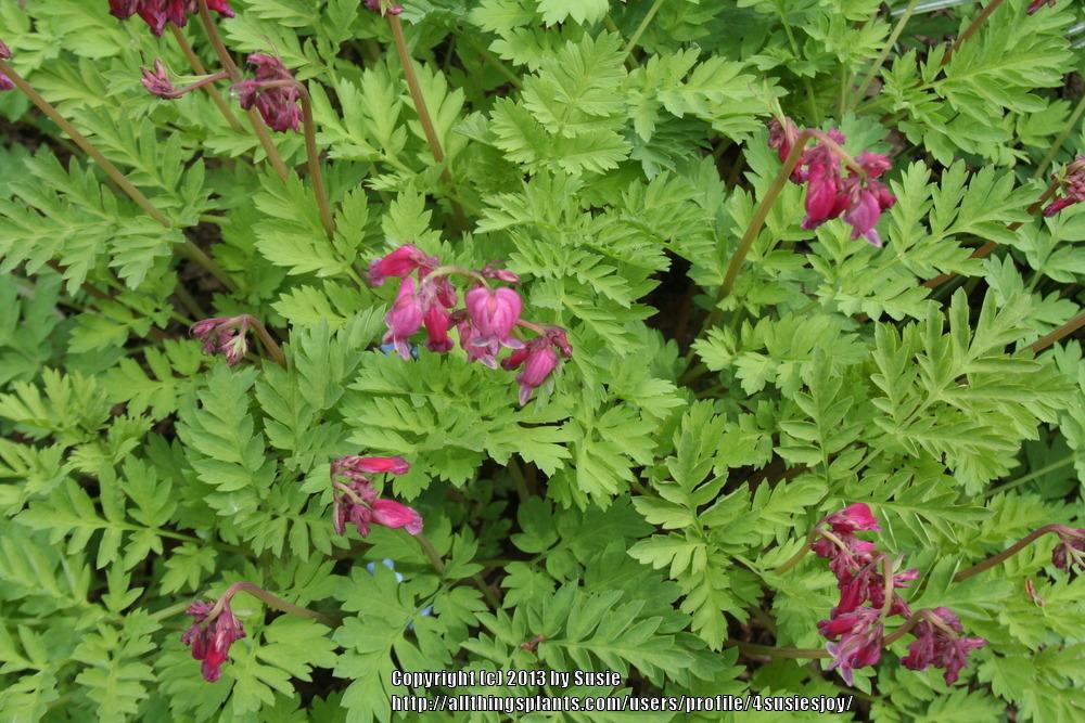 Photo of Bleeding Heart (Dicentra 'Luxuriant') uploaded by 4susiesjoy