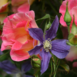 Clematis/Rose Combinations