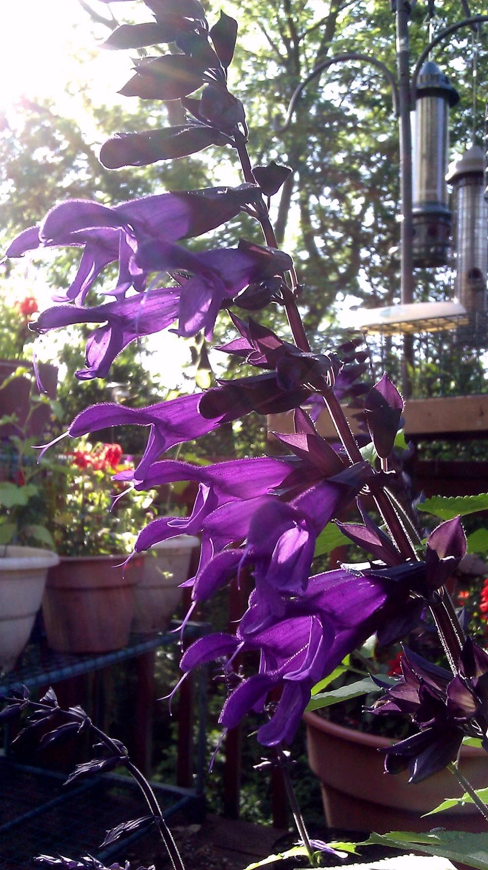 Photo of Salvia 'Amistad' uploaded by Gerris2