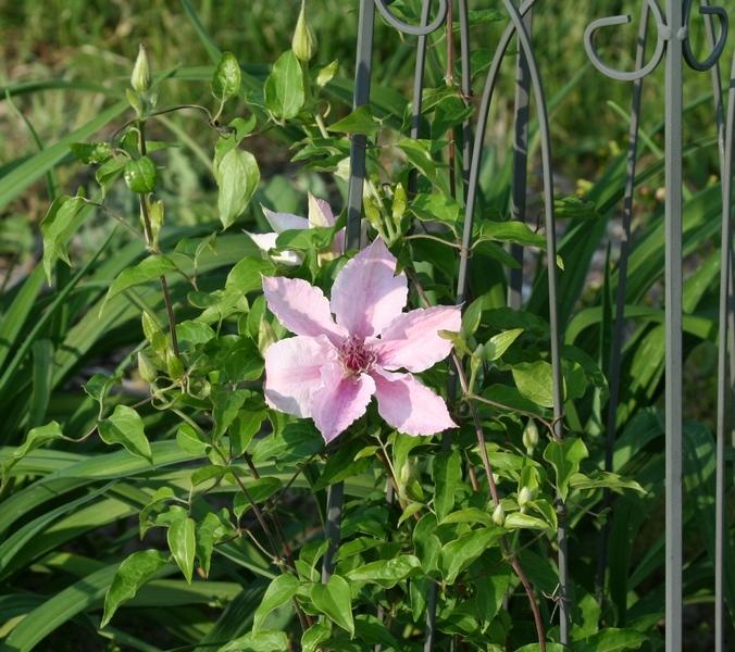 Photo of Clematis 'Pink Fantasy' uploaded by JuliaNY
