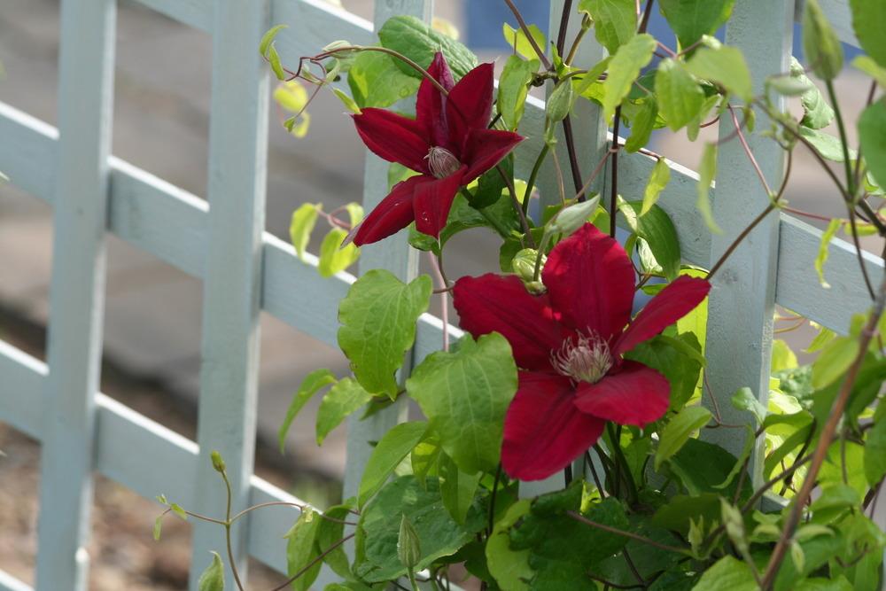 Photo of Clematis Rebecca™ uploaded by JuliaNY