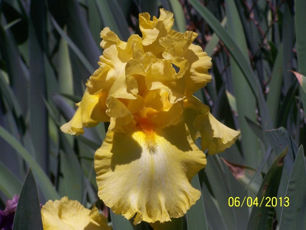 Photo of Tall Bearded Iris (Iris 'Pineapple Parfait') uploaded by Misawa77