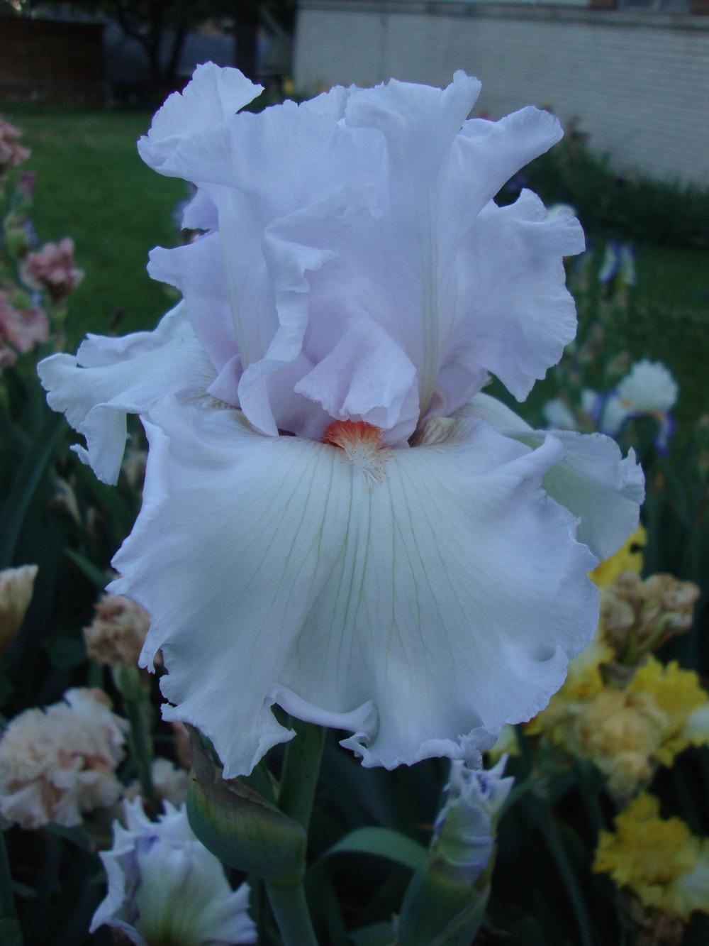 Photo of Tall Bearded Iris (Iris 'Fire and Ice') uploaded by Paul2032
