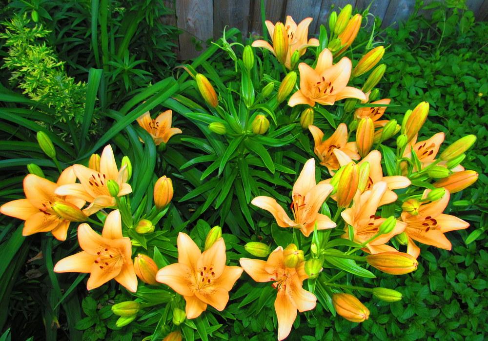 Photo of Lily (Lilium 'Salmon Classic') uploaded by jmorth