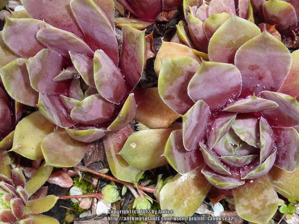 Photo of Hen and Chicks (Sempervivum 'Dame Arsac') uploaded by sandnsea2