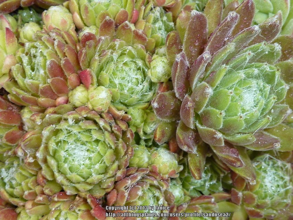 Photo of Hen and Chicks (Sempervivum 'Mike') uploaded by sandnsea2