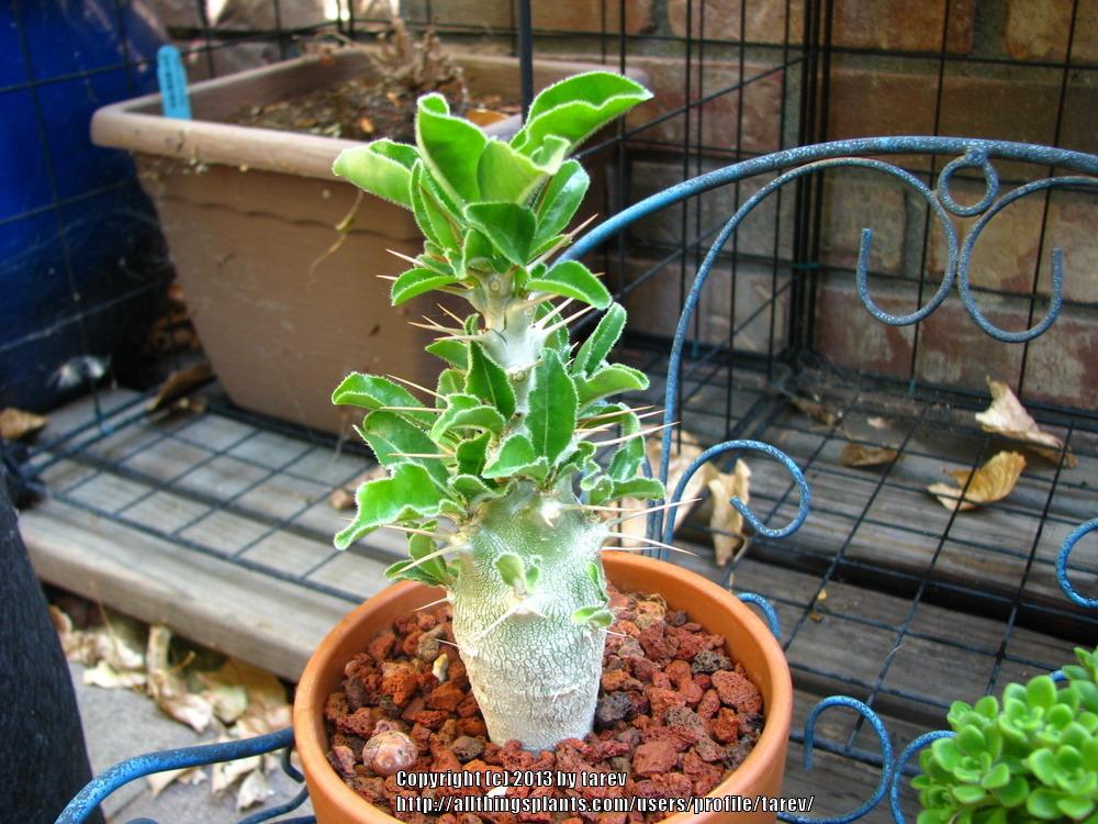 Photo of Kudu Lily (Pachypodium saundersii) uploaded by tarev