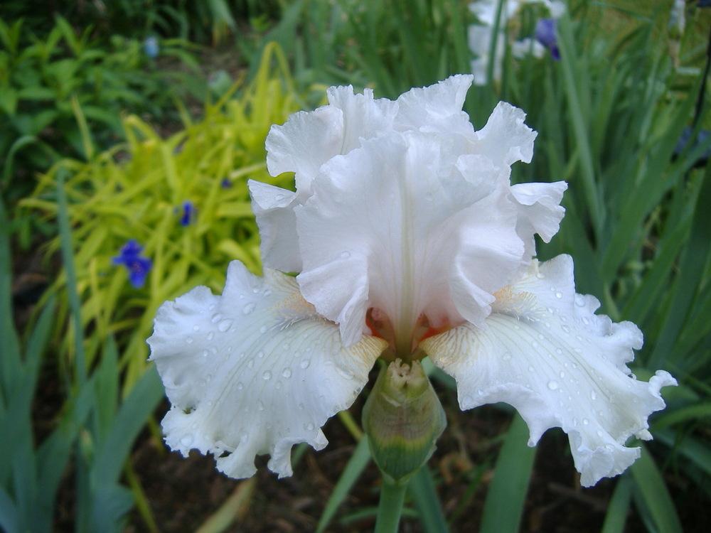 Photo of Tall Bearded Iris (Iris 'H. C. Stetson') uploaded by tveguy3