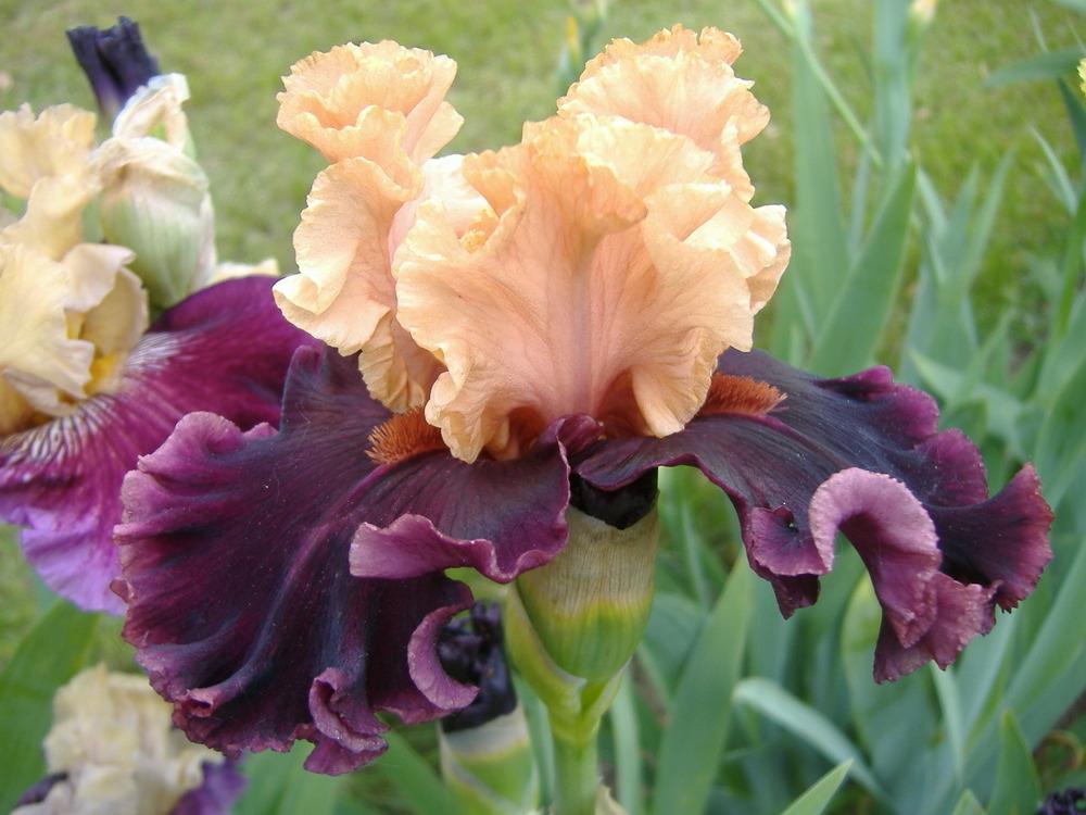 Photo of Tall Bearded Iris (Iris 'Toronto') uploaded by tveguy3