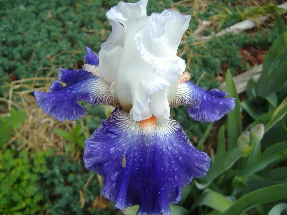 Photo of Tall Bearded Iris (Iris 'Stars and Stripes Forever') uploaded by tveguy3