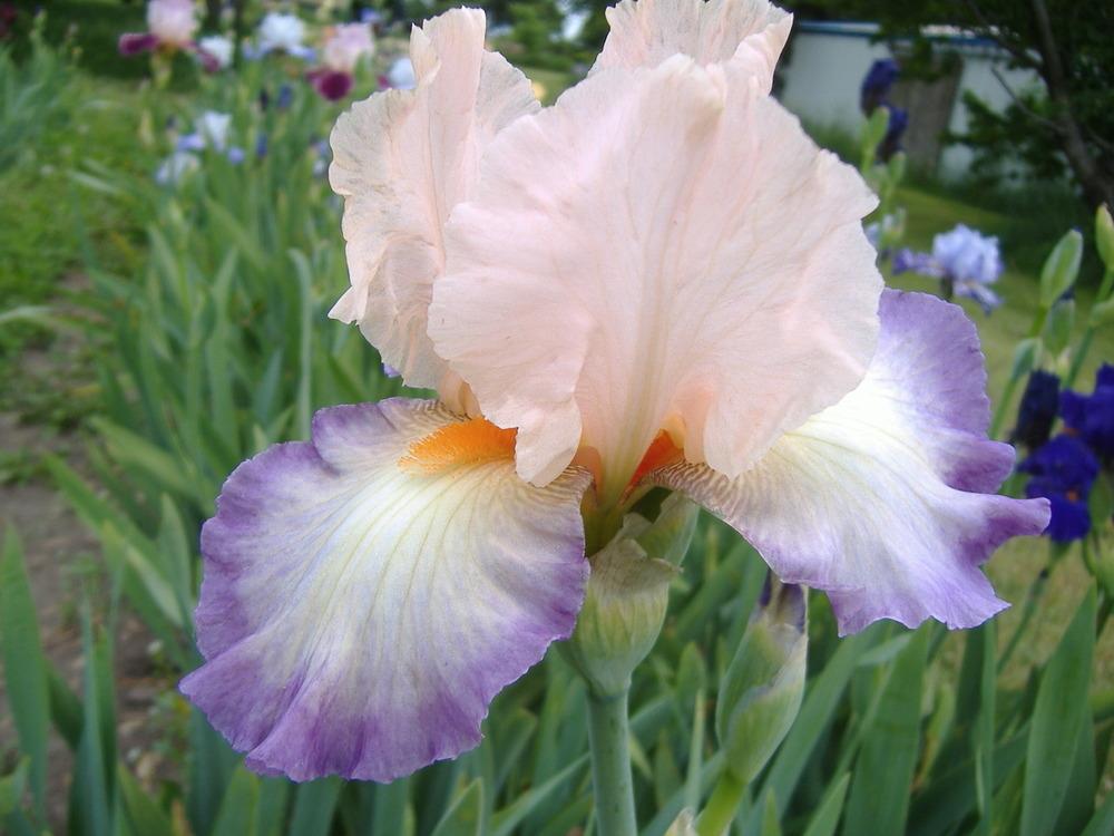 Photo of Tall Bearded Iris (Iris 'Planned Treasure') uploaded by tveguy3