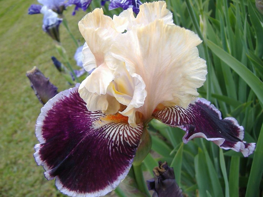 Photo of Tall Bearded Iris (Iris 'Liaison') uploaded by tveguy3