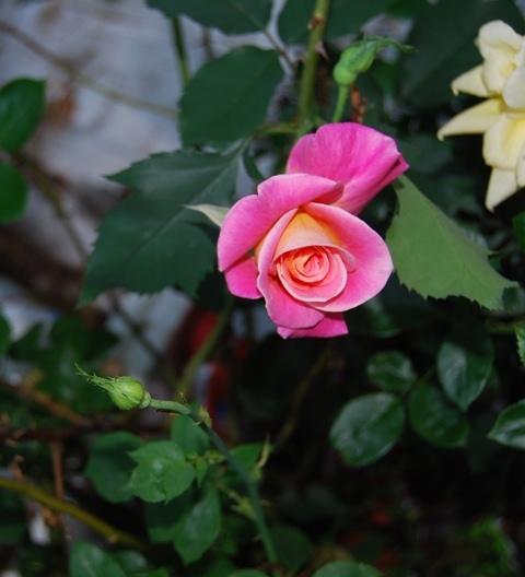 Photo of Rose (Rosa 'Granada') uploaded by Cinta