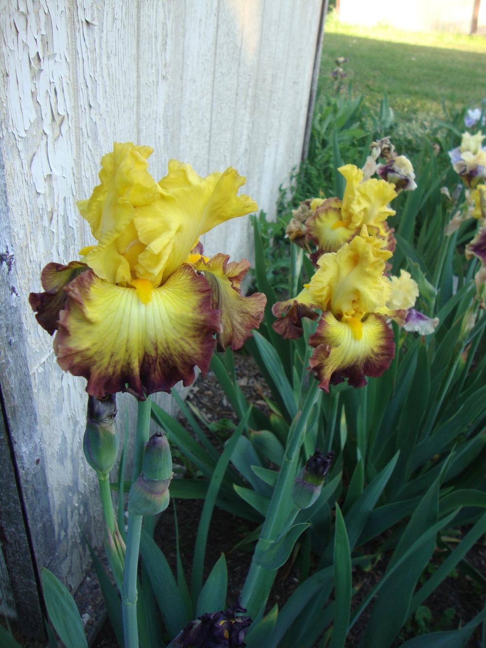 Photo of Tall Bearded Iris (Iris 'Summer Shadow') uploaded by Paul2032