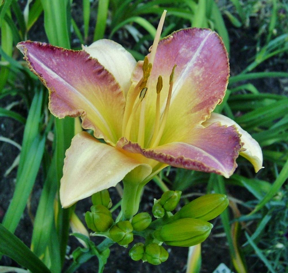 Photo of Daylily (Hemerocallis 'Enchanted Elegance') uploaded by chalyse