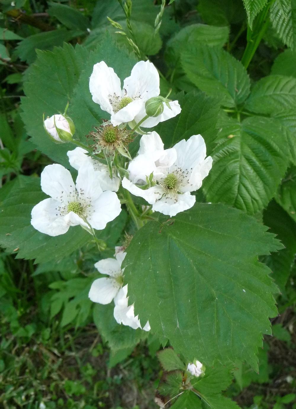 Photo of Thornless Blackberry (Rubus 'Navaho') uploaded by gardengus