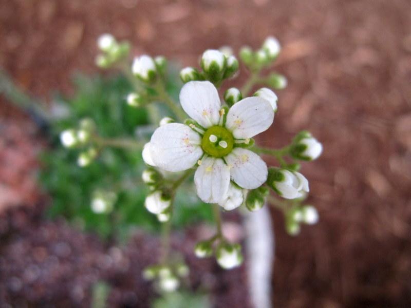 Photo of Silver Saxifrage (Saxifraga crustata) uploaded by goldfinch4