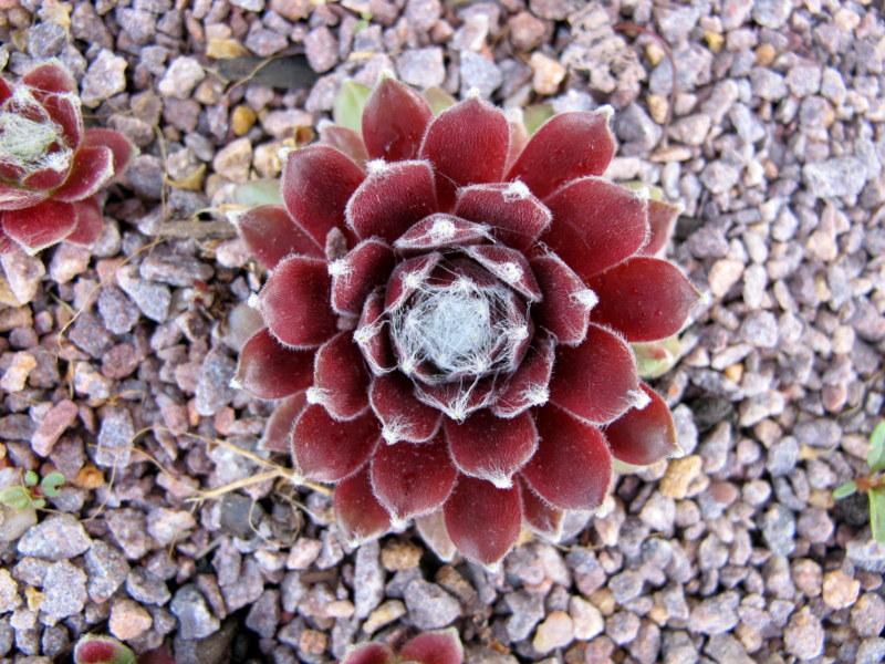 Photo of Hen and Chick (Sempervivum 'Rachael') uploaded by goldfinch4
