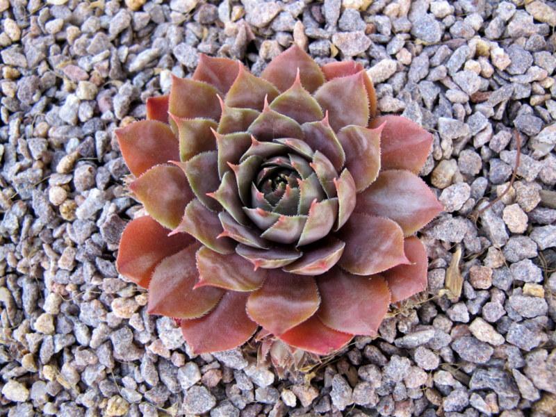 Photo of Hen and Chicks (Sempervivum 'Red Robin') uploaded by goldfinch4