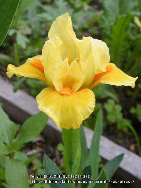 Photo of Standard Dwarf Bearded Iris (Iris 'Lost Art') uploaded by sassafrass