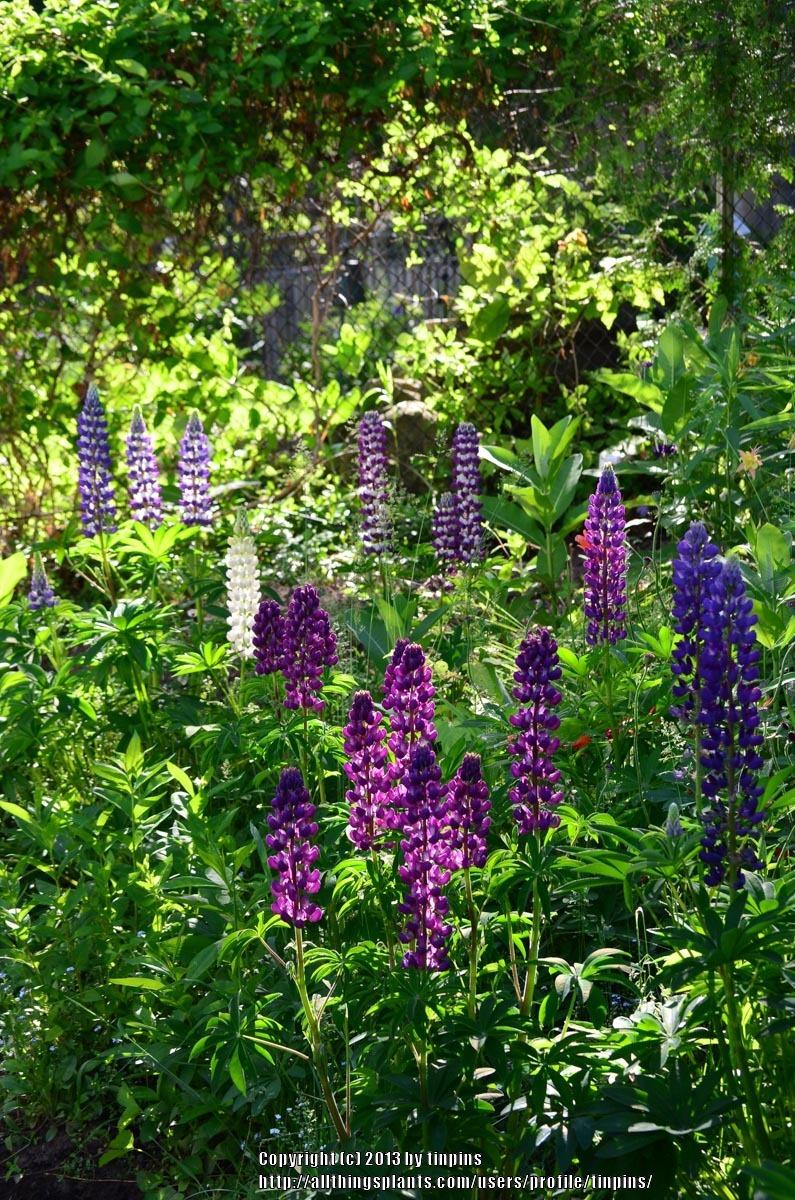Photo of Russell Lupine (Lupinus regalis) uploaded by tinpins