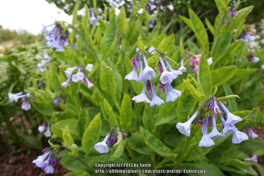 Photo of Virginia Bluebells (Mertensia virginica) uploaded by 4susiesjoy