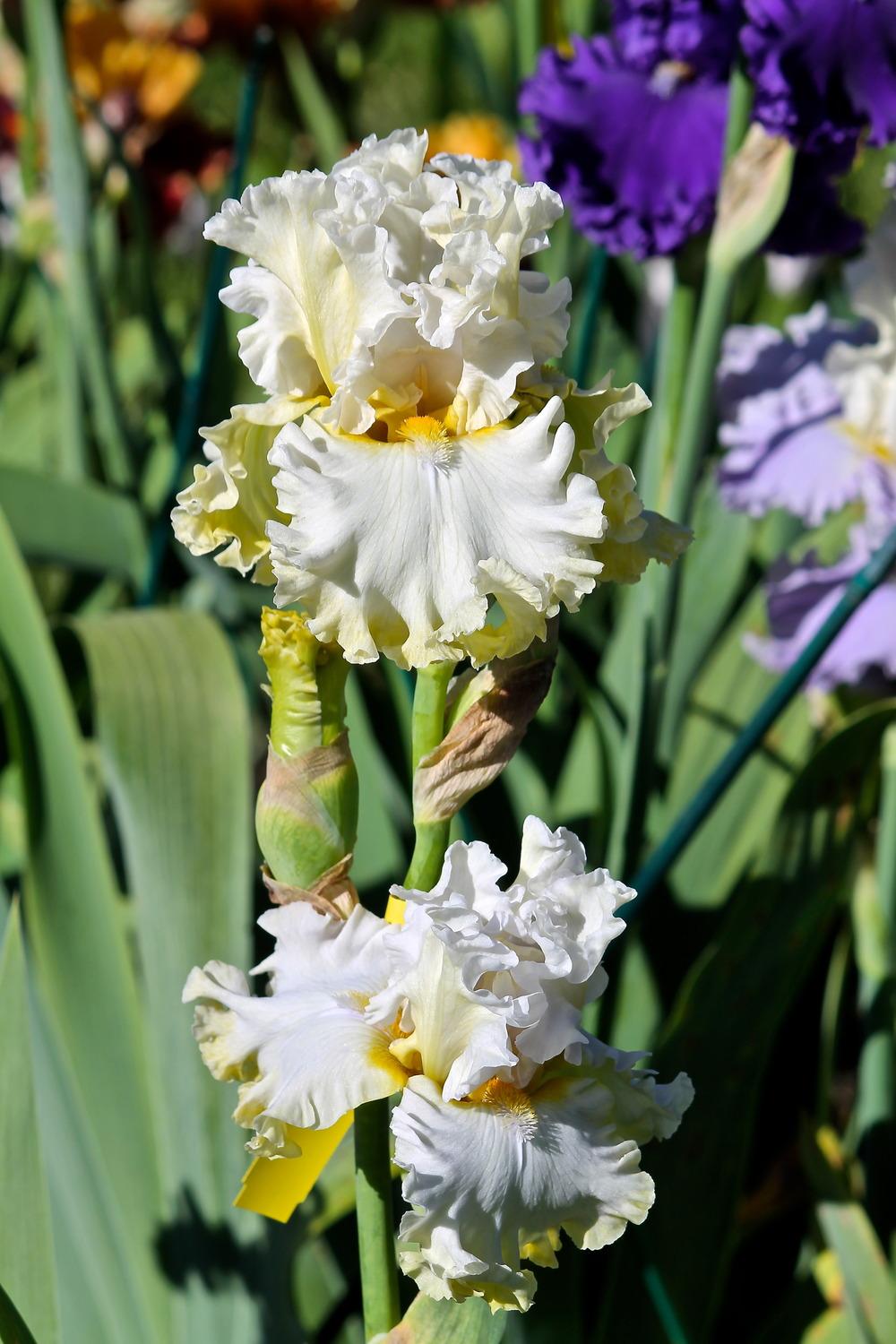 Photo of Tall Bearded Iris (Iris 'Sugar Bomb') uploaded by ARUBA1334