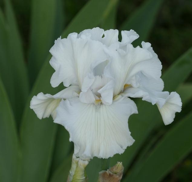 Photo of Tall Bearded Iris (Iris 'Mr. Moonlight') uploaded by JuliaNY
