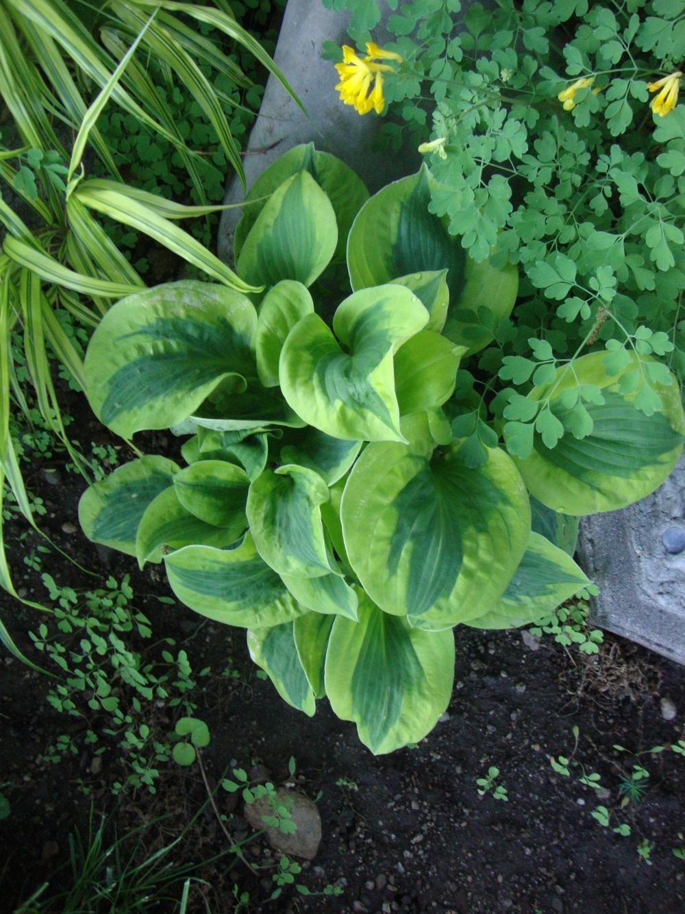 Photo of Hosta 'Tropical Storm' uploaded by Paul2032