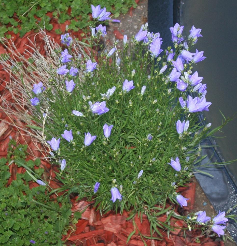 Photo of Scottish Harebell (Campanula rotundifolia) uploaded by Skiekitty