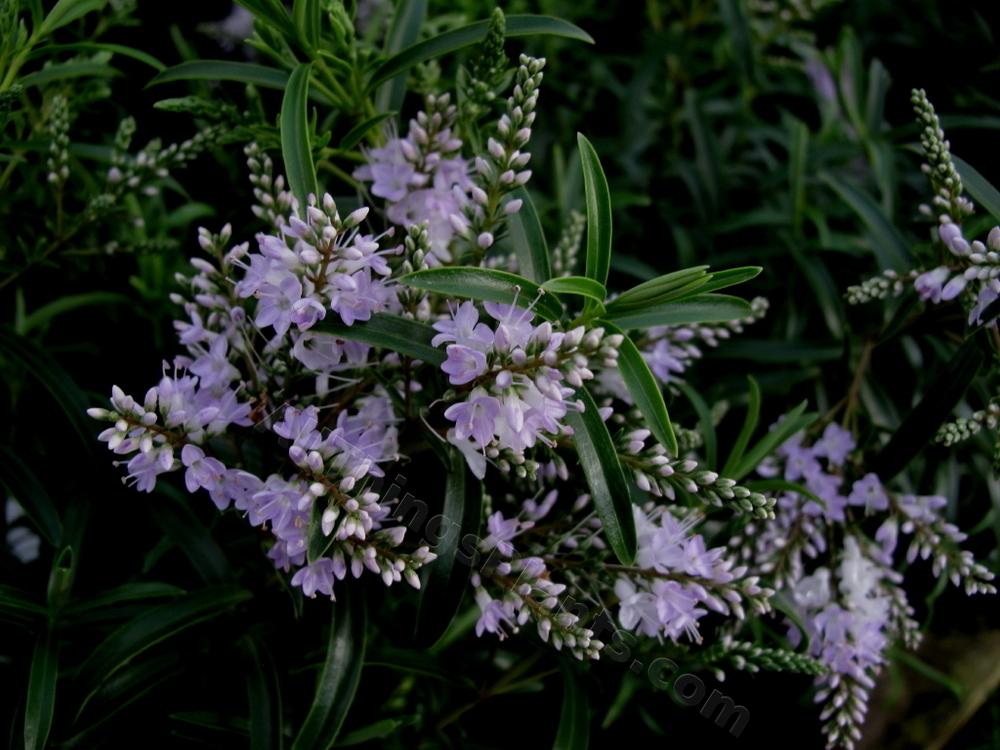 Photo of Veronica parviflora 'Lavender Lace' uploaded by bootandall