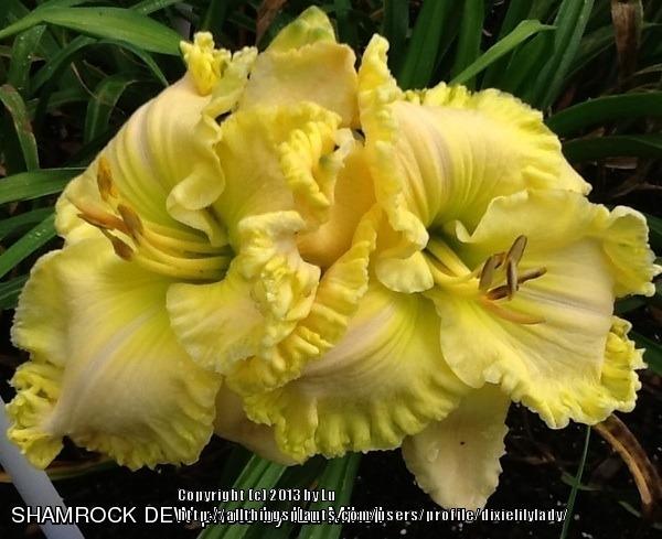 Photo of Daylily (Hemerocallis 'Shamrock Dew') uploaded by dixielilylady