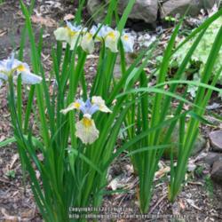 Location: z6a MA, my garden
Date: 2013-06-03
Falls of new blooms have a pale yellow ground that then fades to 