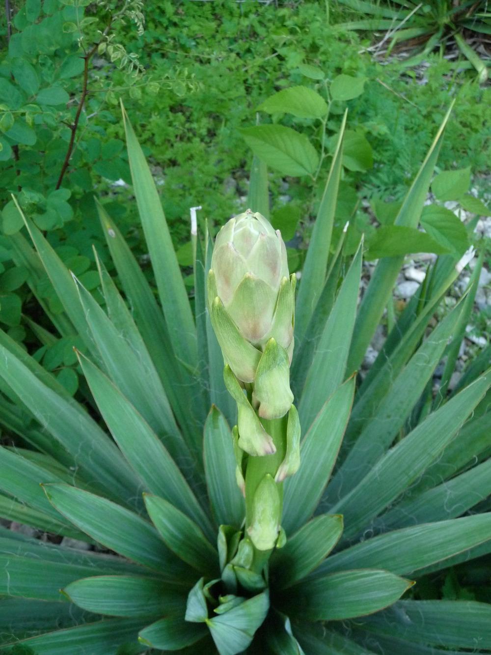 Photo of Adam's Needle (Yucca filamentosa) uploaded by gardengus