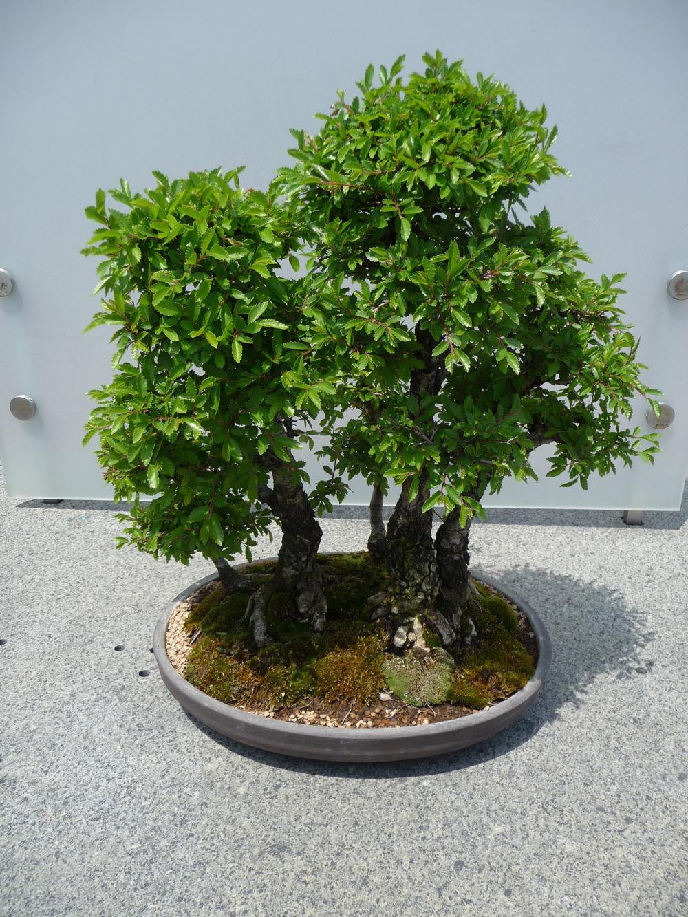 Photo of Chinese Elm (Ulmus parvifolia) uploaded by gardengus