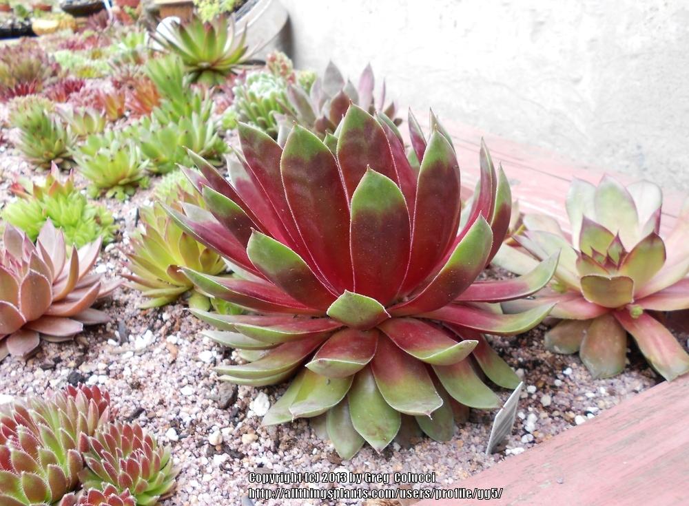 Photo of Hen and Chicks (Sempervivum 'Silver King') uploaded by gg5