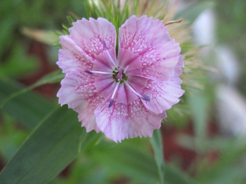 Photo of Sweet William (Dianthus barbatus) uploaded by robertduval14