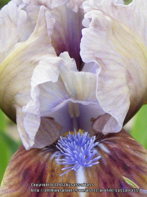Photo of Standard Dwarf Bearded Iris (Iris 'Private First Class') uploaded by sassafrass